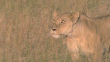 lioness runs through grasslands looking intently