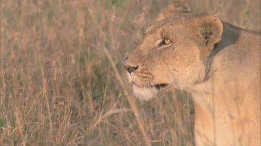 lioness runs through grasslands looking intently tilt from head to legs