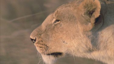 head of lioness runs through grasslands looking intently