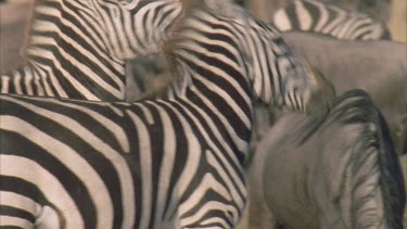 wonderful behavior of zebra chasing each other until one sits down "musical chairs"