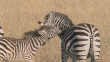 wonderful behavior of zebra biting each others neck foal and filly