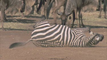 zebra rolling and then sit up and watch gnu pass by