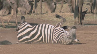 zebra rolling gets up shakes dust and moves on