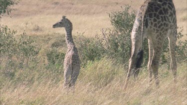 giraffe mum with calf following behind