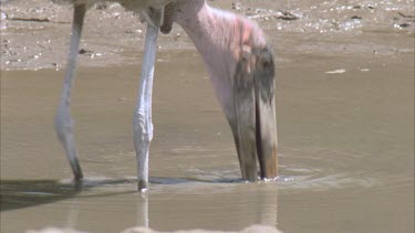 fishing in muddy waterhole