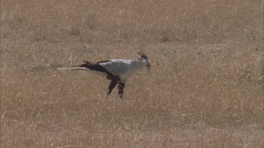 secretary bird catching stomping and eating something