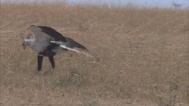 secretary bird catching stomping and eating something