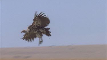 flies in and lands with another