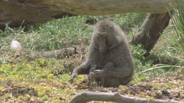 baboon sitting at edge of swamp eating roots of salvinia water weed