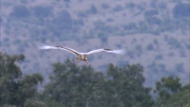 in flight towards camera