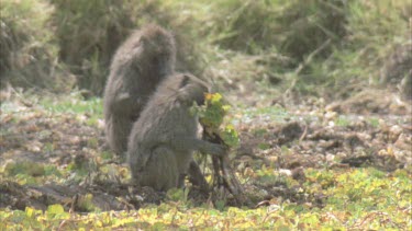 baboon sitting at edge of swamp pulls up salvinia water weed and walks out
