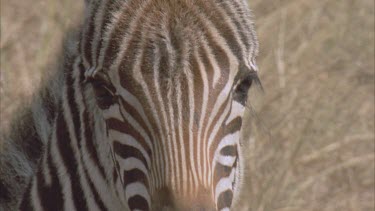zebra foal looking to camera gets up
