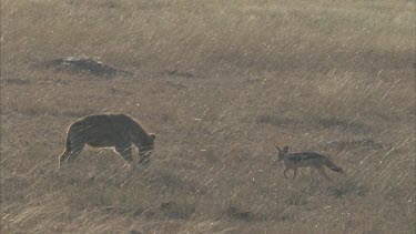 scavenging with black backed jackal nearby