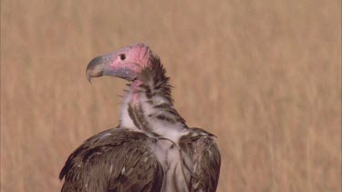 vulture standing on mound and looking
