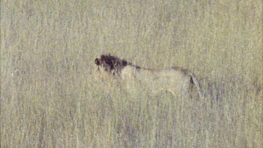 male lion stalking in long grass low light