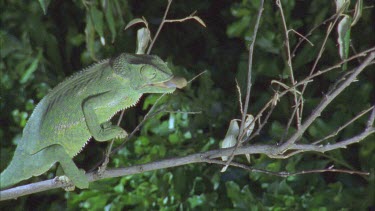 chameleon catching insect with long tongue