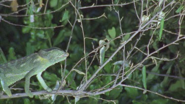 chameleon catching insect with long tongue