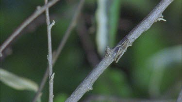 chameleon's tongue plucks grasshopper from branch