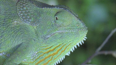 chameleon's head and bright throat pouch spines