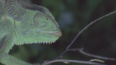chameleon catching insect with long tongue