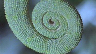 chameleon's prehensile tail