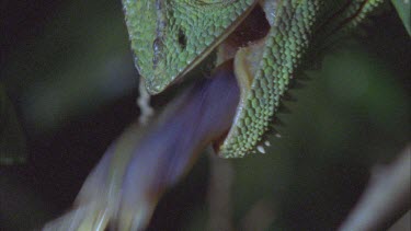 chameleon catching insect with long tongue