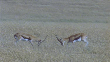 Thompson's gazelles fighting