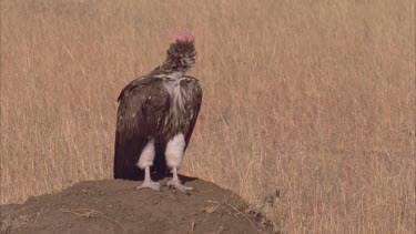 vulture standing on mound and looking