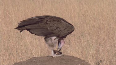 vulture on mound picking at and eating meat, other vulture come close
