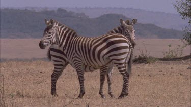 two zebras standing opposite each other, head to tail, synchronized movement