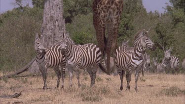 a group of zebras standing, camera pans up to the top of a giraffe standing behind them, contrasts height