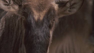 wildebeest head and body while walking