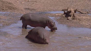hippos drinking whilst standing in a pool of water