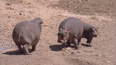 three hippos, mouth open, fighting perhaps