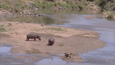 hippos standing on mud surrounded by water