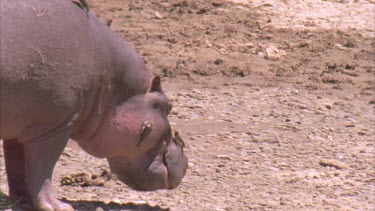 hippos with small bird on nose