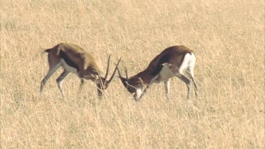two Thomson's Gazelles fighting rutting in long grass