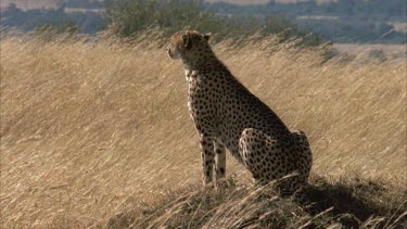 cheetah sitting on rock with plains in background, grass swaying beautiful shot