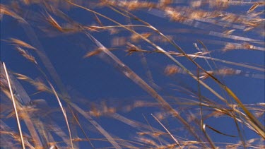 low angle shot of swaying grass, blue sky in background