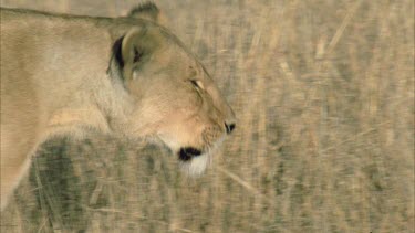 of lioness face as she walks through grass, ears twitch