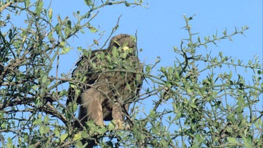 eagle sitting in tree, surveying surroundings