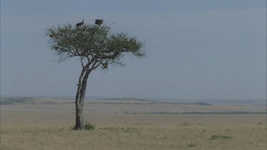 view across plains, tree with vultures perched on top