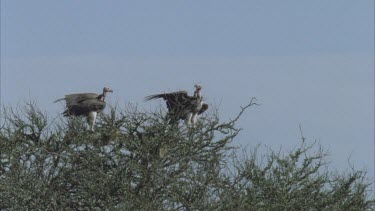 vultures perched on top tree branches, wings outstretched in wind