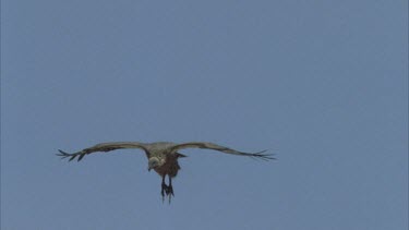 vulture flying and landing in the middle of a group