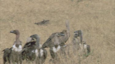 vulture bounds through group and looks outward