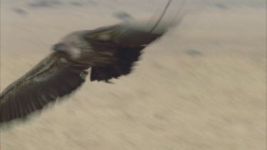 vulture takes off and fly's over plains