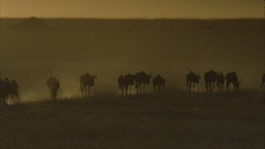 wildebeest herd through dusty plain