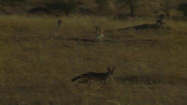 jackal runs through grassland scavenging