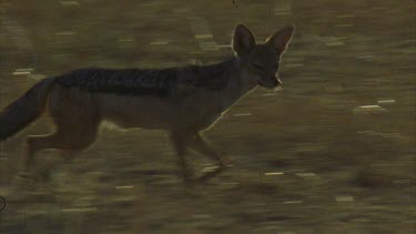jackal runs through grassland scavenging