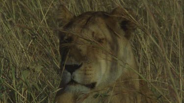 lioness lying down in grassland